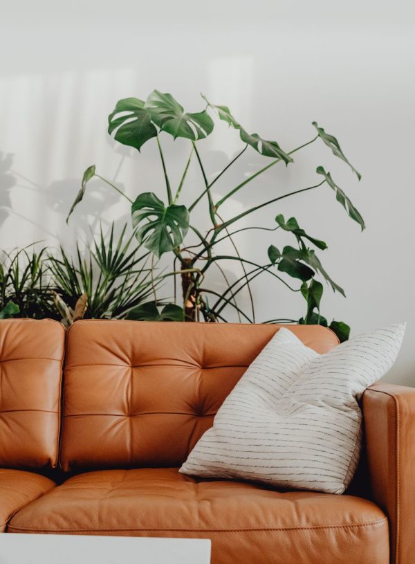 clean your sofa